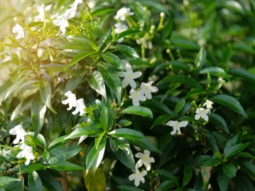 Bouture de jasmin aux petites fleurs blanches épanouies, baignée de soleil.