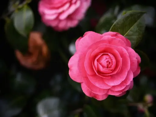 Gros plan d'une fleur de camélia rose vif avec des pétales en couches, sur fond de feuillage sombre.