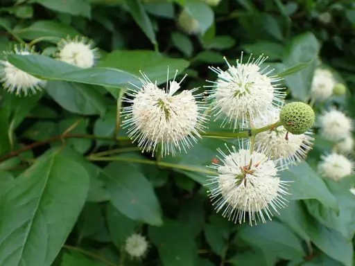 Fleurs blanches en forme d'étoiles sur un arbuste ombre persistant, avec des feuilles vertes luxuriantes.
