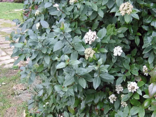 Gros plan sur un laurier tin aux feuilles vertes foncées et aux grappes de fleurs blanches. La taille de ce laurier tin est parfaite pour un petit jardin.