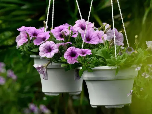 Deux pots suspendus débordent de semis de pétunias aux fleurs violettes et roses, créant un spectacle coloré dans le jardin.
