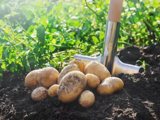 Récolte fraîche de pommes de terre juste sorties de terre, une pelle à proximité. La plantation de pommes de terre promet une belle récolte.