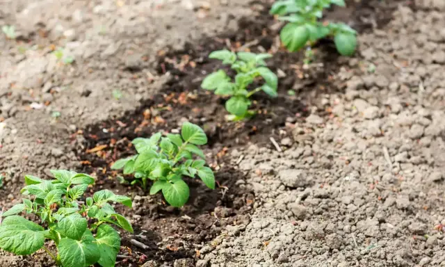 Jeunes plants de pommes de terre poussant dans une terre argileuse, alignés dans un champ.