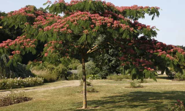 Un arbre d'Albizia en pleine floraison rose vif dans un jardin verdoyant.