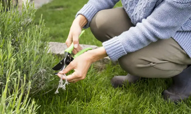 Une personne taille une plante verte avec des ciseaux. C'est le temps de levée du gazon, parfait pour entretenir le jardin.