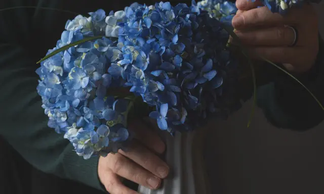 Un bouquet d'hortensias bleus est placé dans un vase gris. Les mains ajustent délicatement les fleurs, comme si elles préparaient la terre pour hortensia.