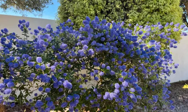 Un buisson de lilas de Californie explose de fleurs bleues vives sous un ciel clair.