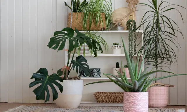 Collection de plantes d'intérieur, dont un Monstera et un Aloe Vera, dans des pots décoratifs. Un coin verdoyant idéal pour une plante extérieur sans entretien.