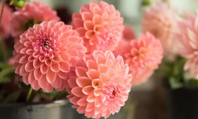 Un bouquet de fleurs dahlia roses, aux pétales délicats et parfaitement arrangés, évoque la douceur de l'été.