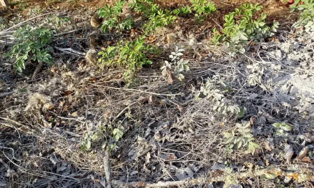 Terre recouverte de brindilles sèches, de feuilles mortes et d'une fine couche de cendre dans un jardin. Quelques pousses vertes émergent.