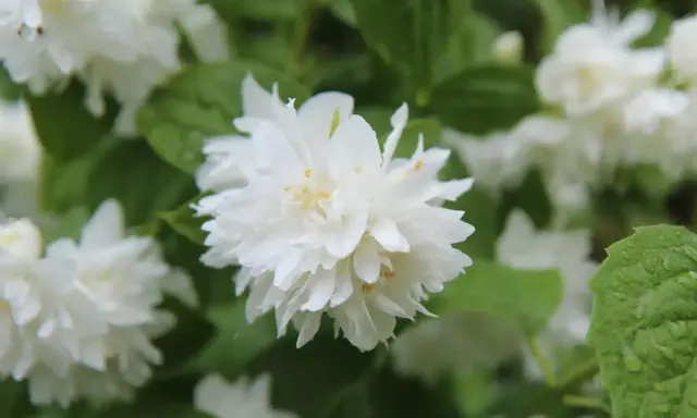 Gros plan sur une fleur de seringat double, ses pétales blancs délicats contrastant avec le feuillage vert. Une taille de seringat bien entretenue.