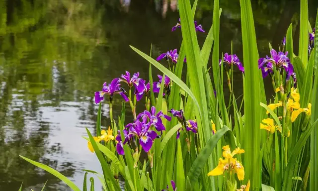 Des iris d'eau violets et jaunes s'épanouissent au bord d'un étang aux reflets verts.