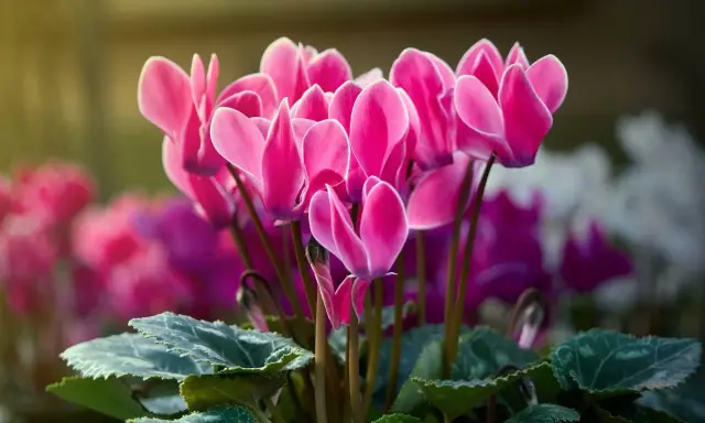 Un bouquet de cyclamen extérieur aux pétales roses vifs, illuminés par la lumière du soleil. Leurs feuilles vertes et marbrées complètent ce tableau printanier.