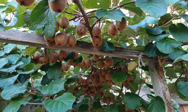 Un kiwi arbre chargé de fruits bruns et duveteux, suspendus à des branches sous un support en bois.