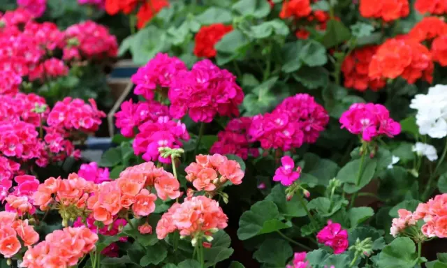 Gros plan sur des géraniums aux couleurs vives, roses, rouges et blancs. L'arrosage des géraniums est essentiel pour leur floraison éclatante.