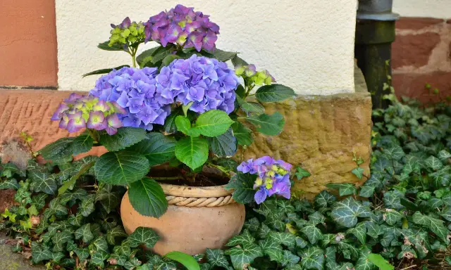 Hortensias bleus et violets dans un pot en terre cuite, entourés de lierre. Idéal pour savoir que planter avec des hortensias.