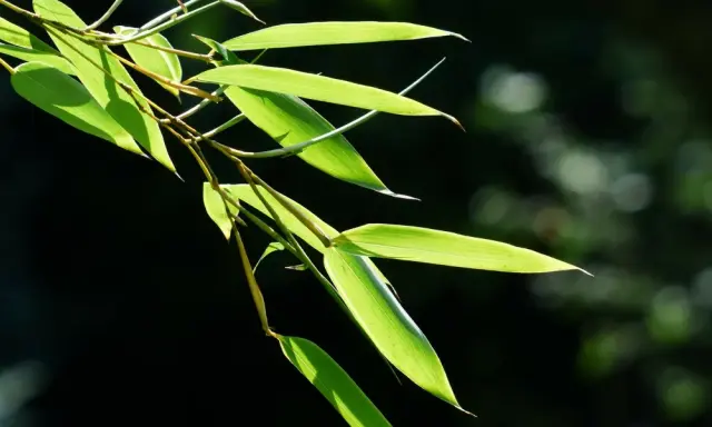 Bouture de bambou aux feuilles vertes translucides, éclairées par le soleil, sur fond sombre et flou.