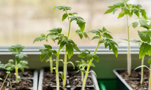 Jeunes plants de tomates en pleine croissance dans des godets, prêts pour leur plantation.