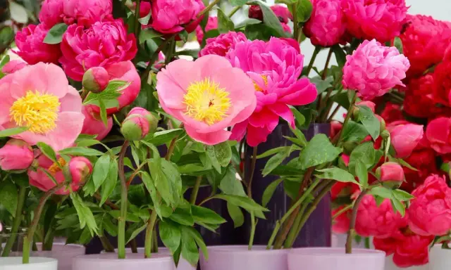 Un bouquet de pivoines roses et fuchsia, certaines en bouton, prêtes à être plantées.
