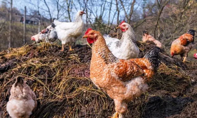 Plusieurs poules picorent sur un tas de fumier de poule, un engrais naturel riche pour le jardin.