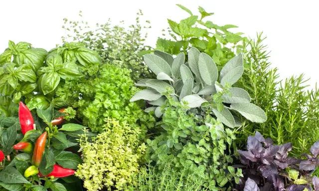 Un assortiment de plantes aromatiques : basilic, persil, sauge, thym, romarin, menthe, origan et piments. Idéal pour savoir quelles plantes aromatiques planter ensemble.