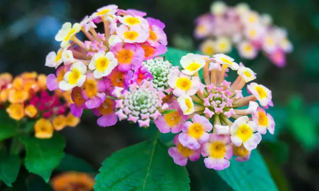 Grappes de fleurs de lantana camara aux couleurs vives, rose, jaune et blanc, sur fond vert sombre.