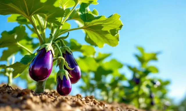 Trois aubergines violettes, de taille parfaite, pendent sous des feuilles vertes luxuriantes, prêtes à être cueillies.