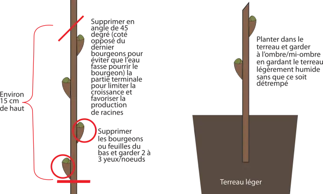 Illustration montrant la préparation d'une bouture d'arbuste et sa plantation.