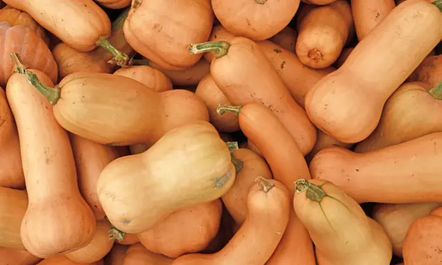 Un tas de courges butternut, certaines allongées, d'autres plus rondes, prêtes à être cuisinées.