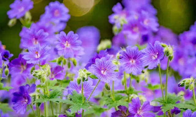 Un parterre de fleurs violettes, des géraniums vivaces aux pétales délicats, s'épanouissent sous un doux soleil.