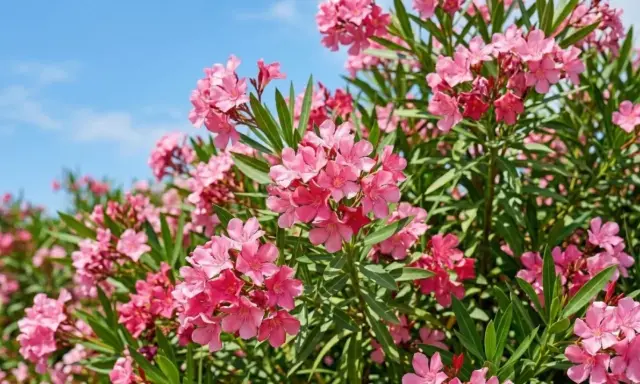Un buisson de laurier rose en pleine floraison, avec des grappes de fleurs roses vives sous un ciel bleu clair.