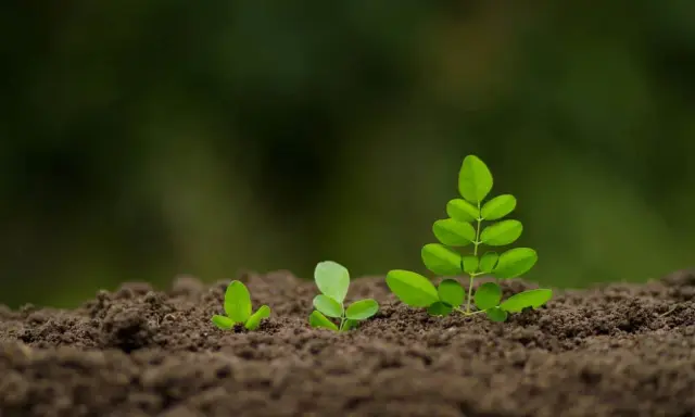 Trois jeunes pousses vertes émergent du sol brun, symbolisant la croissance et le début d'un projet, comme semer gazon.