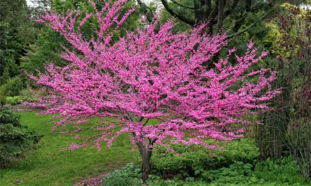 Arbre de Judée en fleurs, malgré ses inconvénients, offre un spectacle magnifique. Ses branches chargées de fleurs roses illuminent le paysage verdoyant.