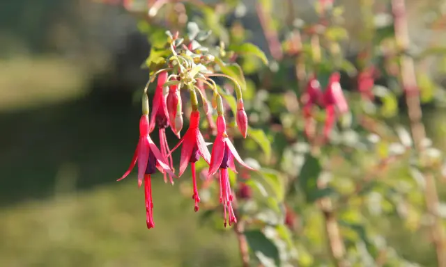 Grappe de fleurs de fushia aux pétales rouges vifs et au cœur violet, pendantes comme des clochettes.