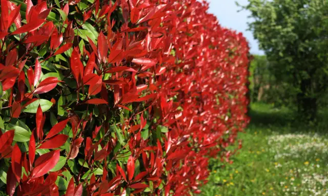 Haie de Photinia aux feuilles rouge vif et vertes, avec un champ fleuri en arrière-plan.