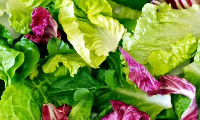 Un assortiment coloré de feuilles de laitue et de radicchio, prêt pour une salade à couper.