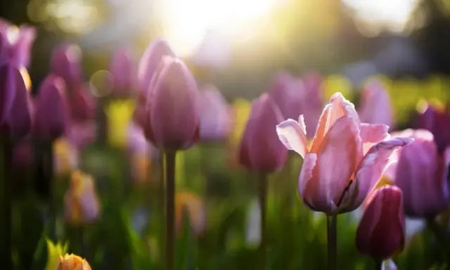 Champ de tulipes roses et violettes baigné par la lumière dorée du soleil, annonçant le retour des fleurs de printemps.