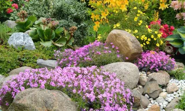 Rocaille fleurie avec des phlox roses, des azalées jaunes et des rochers.