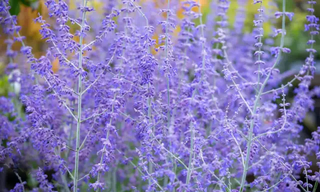 Des fleurs violettes de sauge d'Afghanistan s'élèvent, créant un tapis de couleur douce.