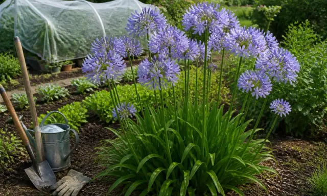 Graines agapanthe en pleine floraison dans un jardin, avec des outils de jardinage à proximité.