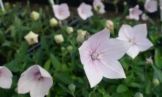 Fleurs d'été roses et blanches, en forme d'étoile, avec des veines violettes, épanouies dans un jardin verdoyant.