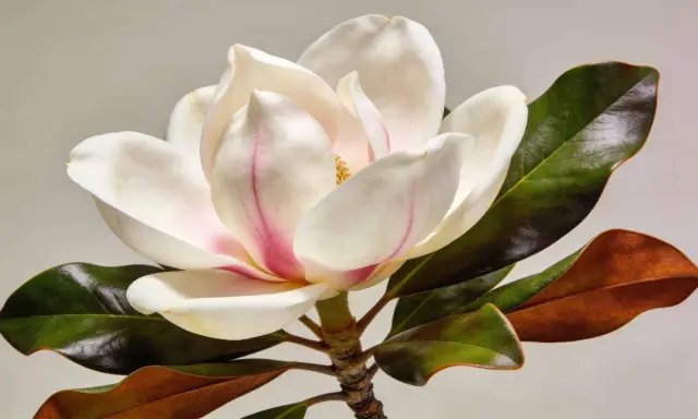 Magnifique fleur de magnolia blanc et rose, avec des feuilles vertes foncées et brunes. Un arbre magnolia en pleine floraison.