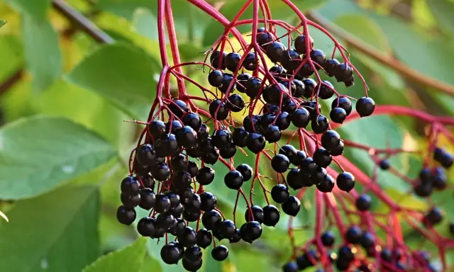Grappes de baies noires de sureau, prêtes à être transformées en purin de sureau, sur des tiges rouges et des feuilles vertes.