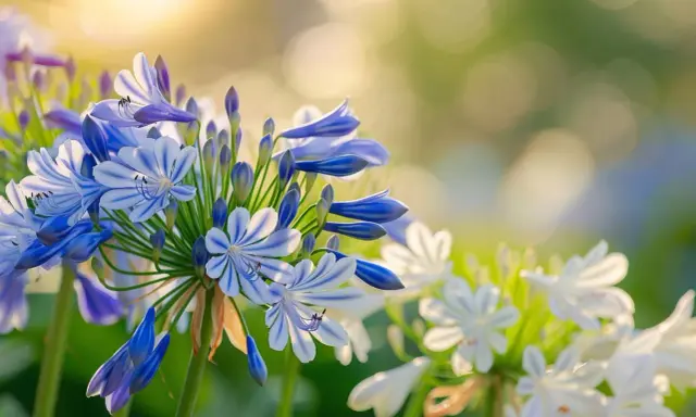 Agapanthe floraison : des fleurs bleues et blanches aux rayures délicates s'épanouissent sous un soleil doux, créant une scène printanière paisible.