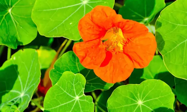 Une fleur orange vif de capucine grimpante s'épanouit parmi ses grandes feuilles vertes.