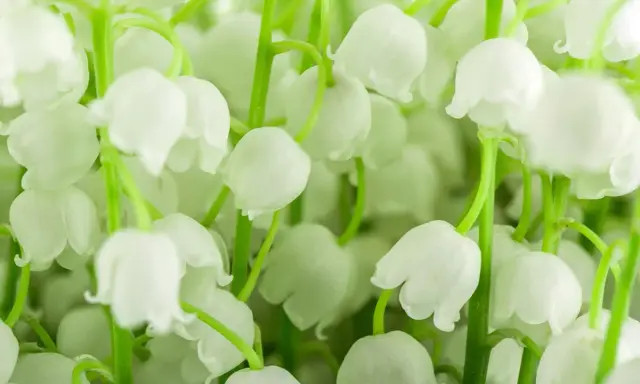 Un bouquet de muguet blanc, prêt à replanter. Ses clochettes délicates évoquent le printemps et le renouveau.