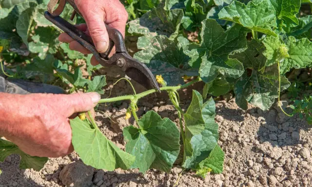 Main d'un jardinier coupant une tige de melon avec des cisailles. La taille du melon est essentielle pour une bonne croissance.