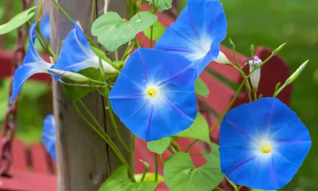 Des ipomées volubilis bleues éclatantes grimpent sur un poteau en bois, leurs trompettes s'ouvrant vers le soleil.