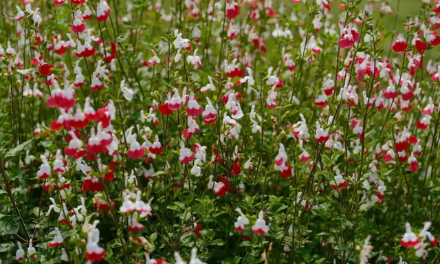Un parterre de sauge arbustive aux fleurs bicolores rouge et blanc, créant un tapis coloré.