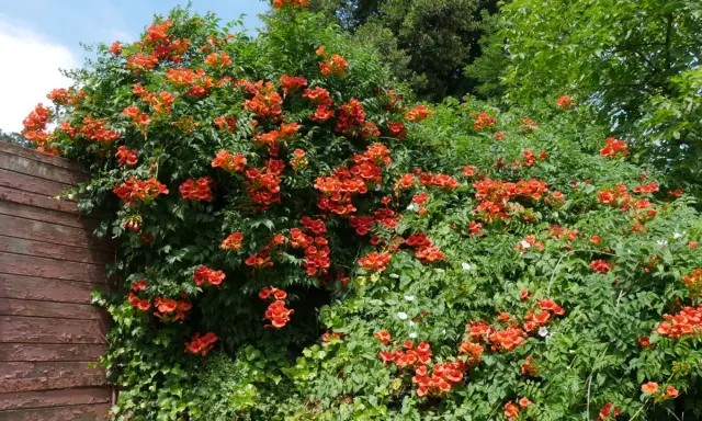 Un mur de bois patiné côtoie une bignone luxuriante, ses fleurs orange vif formant une cascade éclatante. La taille de cette bignone est impressionnante.